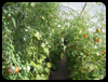 16 Tomaten.jpg